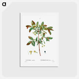 アートポストカード-Honeyberry (Lonicera coerulea) - ピエール ジョゼフ ルドゥーテ Postcard.