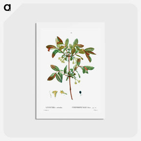 アートポストカード-Honeyberry (Lonicera coerulea) - ピエール ジョゼフ ルドゥーテ Postcard.