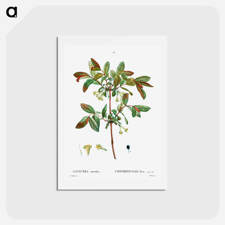 アートポストカード-Honeyberry (Lonicera coerulea) - ピエール ジョゼフ ルドゥーテ Postcard.