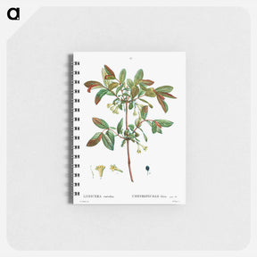アートメモ帳-Honeyberry (Lonicera coerulea) - ピエール ジョゼフ ルドゥーテ Memo.