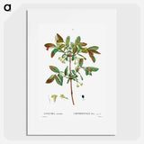 Honeyberry (Lonicera coerulea) - ピエール ジョゼフ ルドゥーテ Poster.