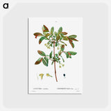 アートポストカード-Honeyberry (Lonicera coerulea) - ピエール ジョゼフ ルドゥーテ Postcard.