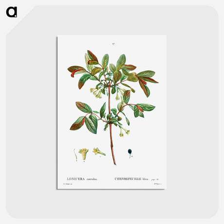 アートポストカード-Honeyberry (Lonicera coerulea) - ピエール ジョゼフ ルドゥーテ Postcard.