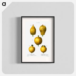 アートポスター-Citron, Citrus medica 3, 4, 5. Lemon, Citrus limonium - ピエール ジョゼフ ルドゥーテ Poster.