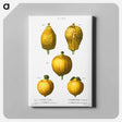 アートパネル-Citron, Citrus medica 3, 4, 5. Lemon, Citrus limonium - ピエール ジョゼフ ルドゥーテ Canvas.