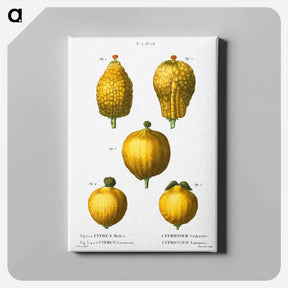 アートパネル-Citron, Citrus medica 3, 4, 5. Lemon, Citrus limonium - ピエール ジョゼフ ルドゥーテ Canvas.