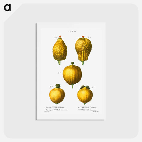 アートポストカード-Citron, Citrus medica 3, 4, 5. Lemon, Citrus limonium - ピエール ジョゼフ ルドゥーテ Postcard.