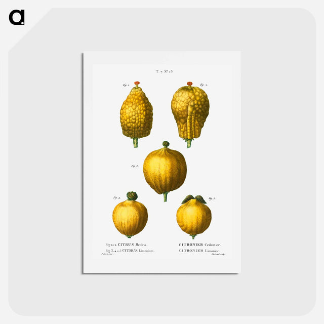 アートポストカード-Citron, Citrus medica 3, 4, 5. Lemon, Citrus limonium - ピエール ジョゼフ ルドゥーテ Postcard.