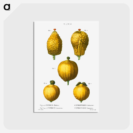 アートポストカード-Citron, Citrus medica 3, 4, 5. Lemon, Citrus limonium - ピエール ジョゼフ ルドゥーテ Postcard.