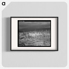 アートポスター-Cut-over landscape, approaching winter rain, showing settler's shack on poor sandy soil. Boundary County, Idaho. - ドロテア ラング Poster.
