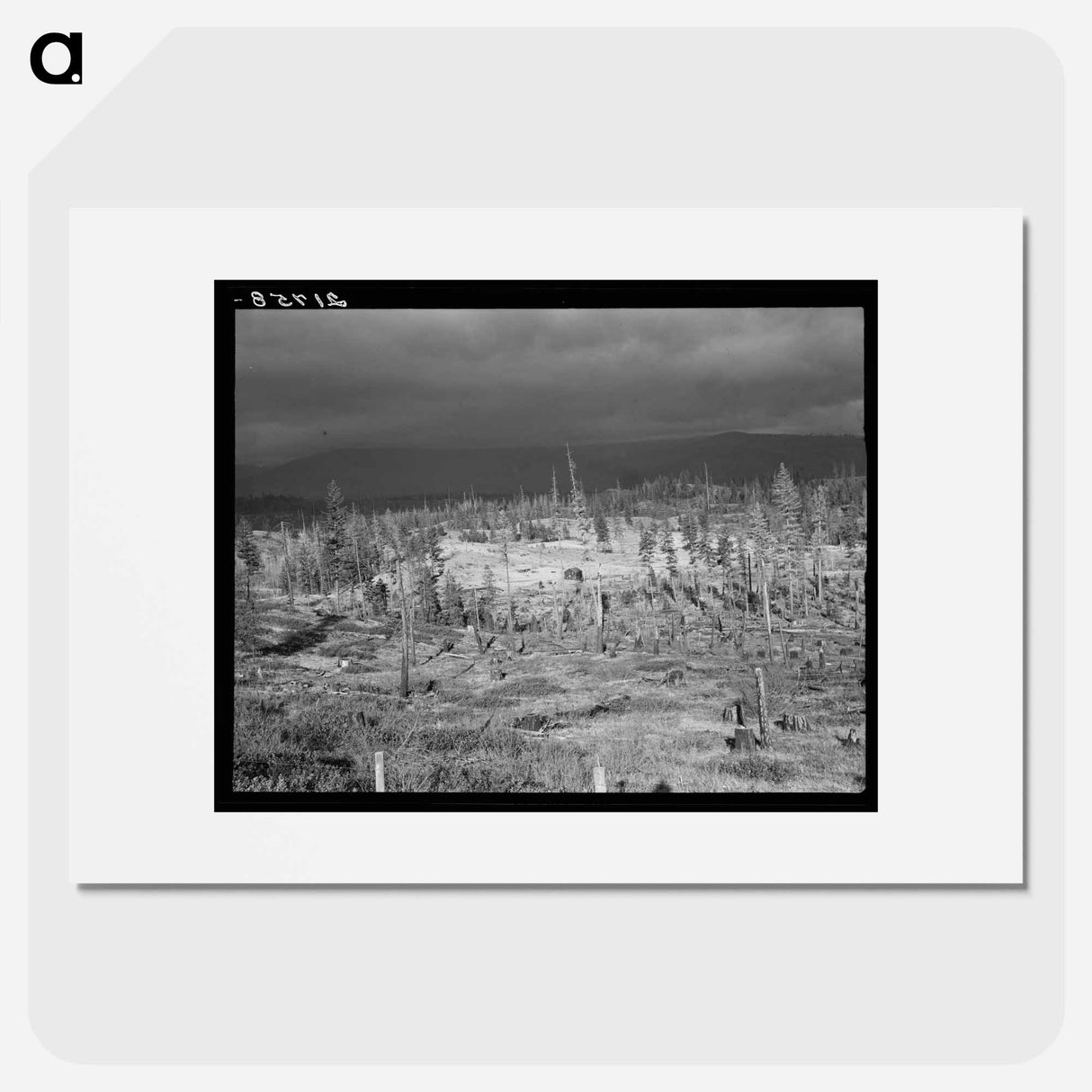 Cut-over landscape, approaching winter rain, showing settler's shack on poor sandy soil. Boundary County, Idaho. - Dorothea Lange Poster.