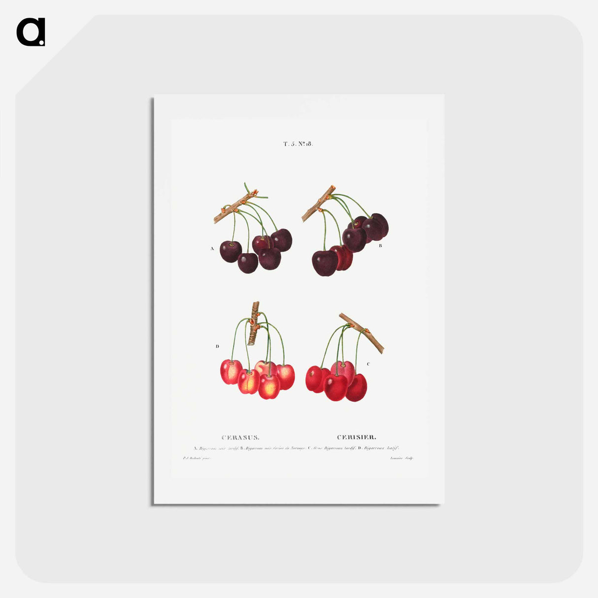 アートポストカード-Cherry, Cerasus - ピエール ジョゼフ ルドゥーテ Postcard.