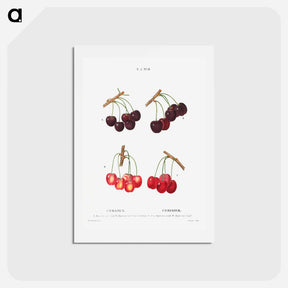 アートポストカード-Cherry, Cerasus - ピエール ジョゼフ ルドゥーテ Postcard.