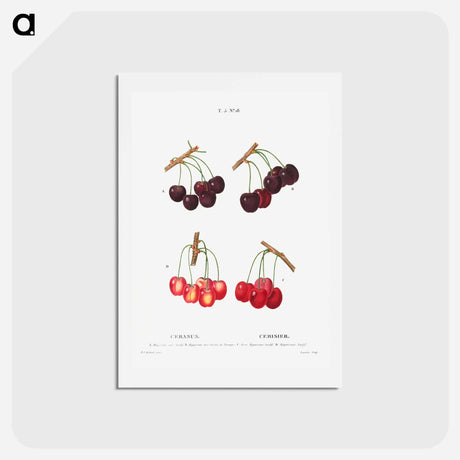 アートポストカード-Cherry, Cerasus - ピエール ジョゼフ ルドゥーテ Postcard.