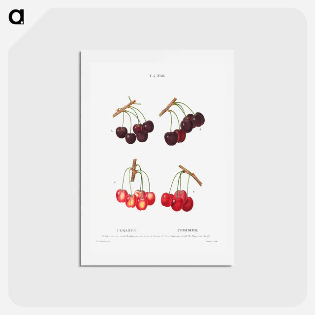 アートポストカード-Cherry, Cerasus - ピエール ジョゼフ ルドゥーテ Postcard.