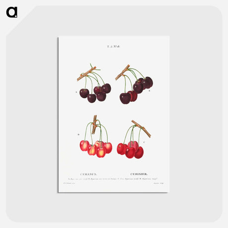 アートポストカード-Cherry, Cerasus - ピエール ジョゼフ ルドゥーテ Postcard.