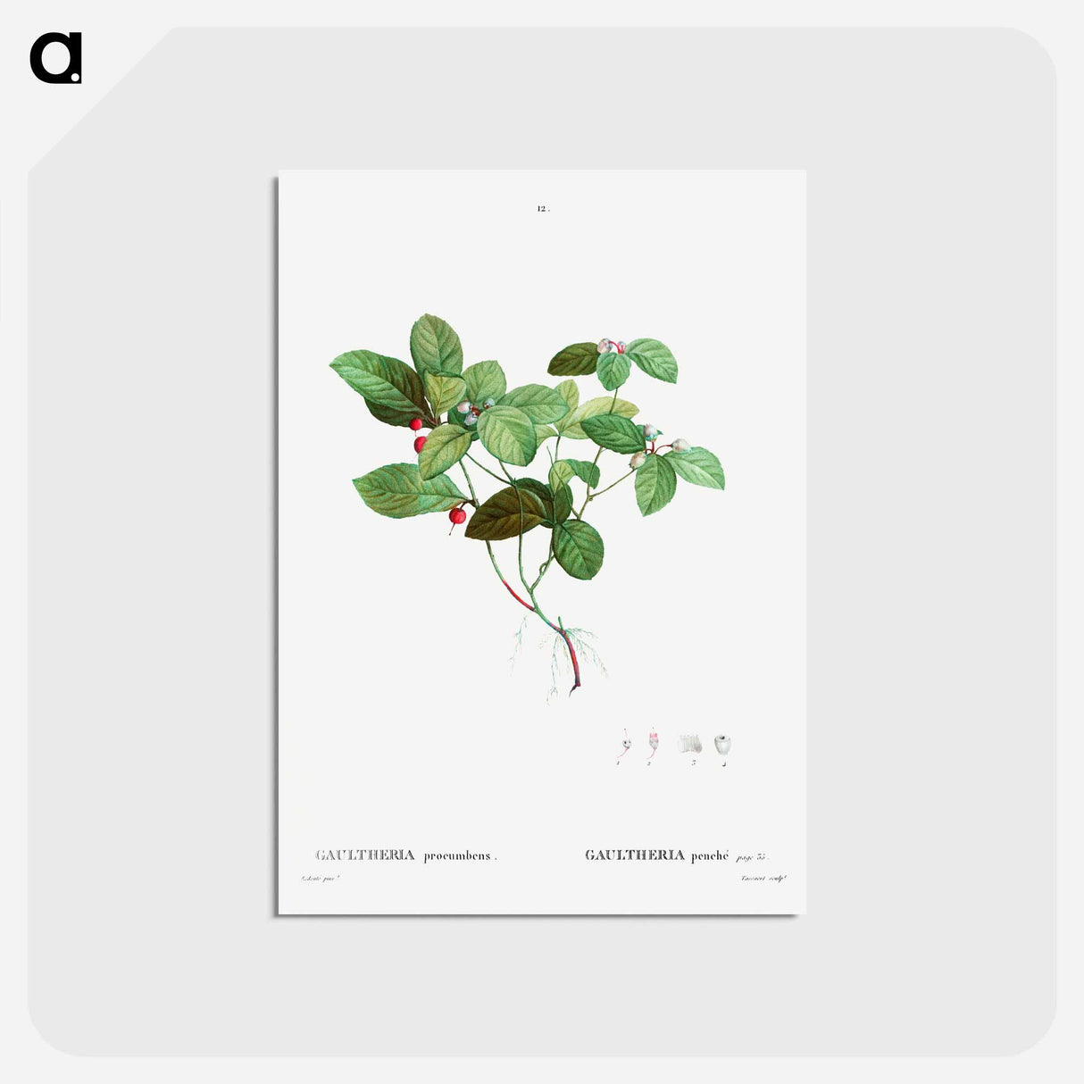 アートポストカード-American Wintergreen - ピエール ジョゼフ ルドゥーテ Postcard.