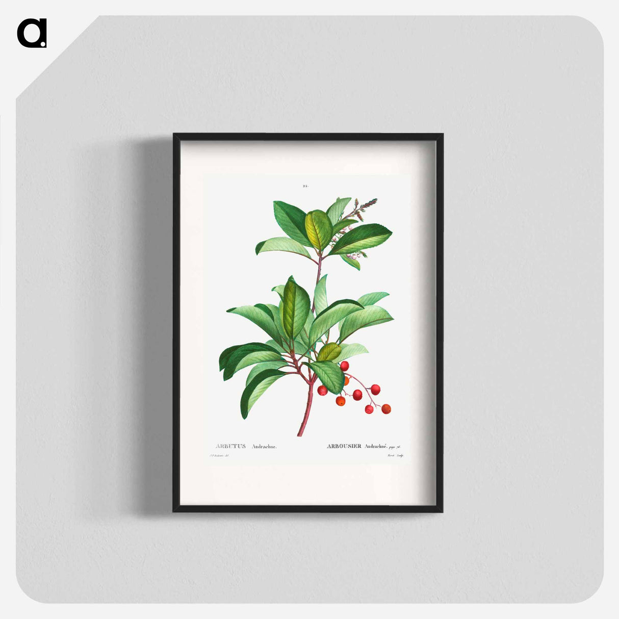 Arbutus andrachne - Pierre-Joseph Redouté Poster.
