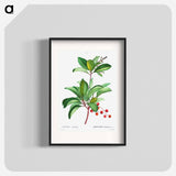 Arbutus andrachne - Pierre-Joseph Redouté Poster.