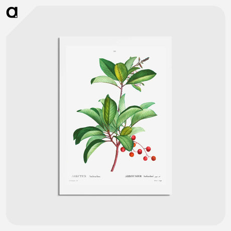 アートポストカード-Arbutus andrachne - ピエール ジョゼフ ルドゥーテ Postcard.