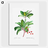 Arbutus andrachne - Pierre-Joseph Redouté Poster.