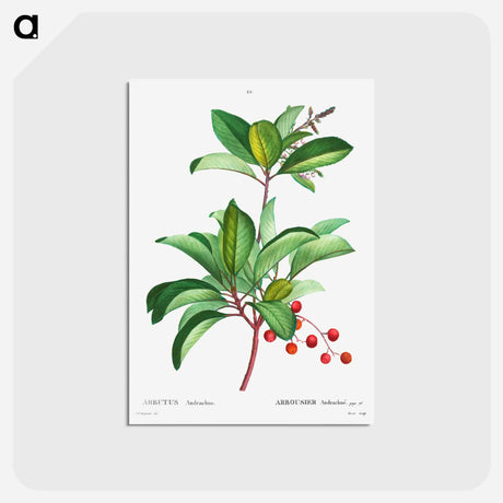 アートポストカード-Arbutus andrachne - ピエール ジョゼフ ルドゥーテ Postcard.