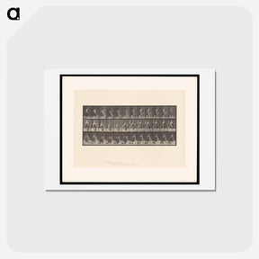 アートポストカード-The Basket
 - エドワード マイブリッジ Postcard.
