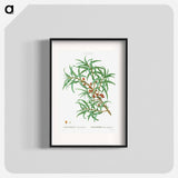 Common sea buckthorn - ピエール ジョゼフ ルドゥーテ Poster.