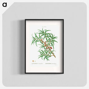 アートポスター-Common sea buckthorn - ピエール ジョゼフ ルドゥーテ Poster.