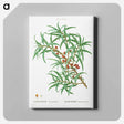 アートパネル-Common sea buckthorn - ピエール ジョゼフ ルドゥーテ Canvas.