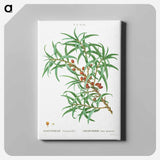 アートパネル-Common sea buckthorn - ピエール ジョゼフ ルドゥーテ Canvas.