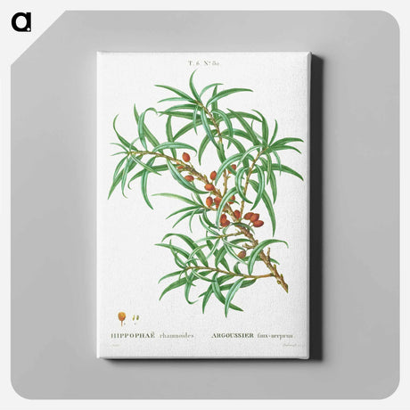 アートパネル-Common sea buckthorn - ピエール ジョゼフ ルドゥーテ Canvas.