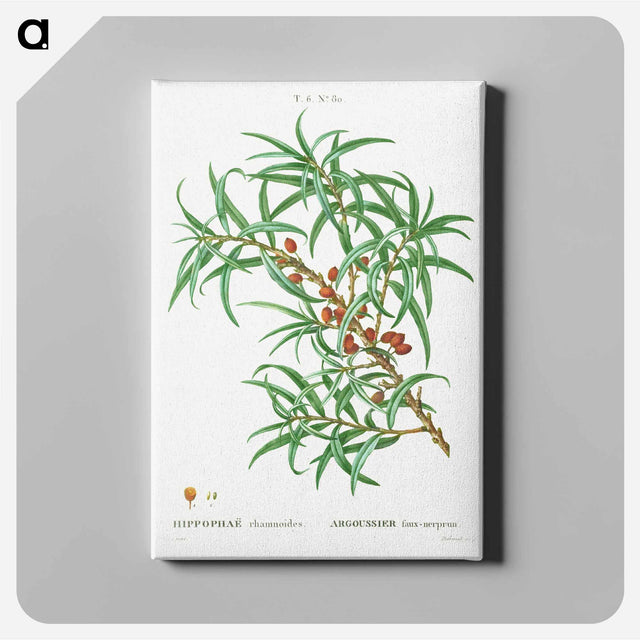 アートパネル-Common sea buckthorn - ピエール ジョゼフ ルドゥーテ Canvas.