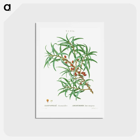 アートポストカード-Common sea buckthorn - ピエール ジョゼフ ルドゥーテ Postcard.