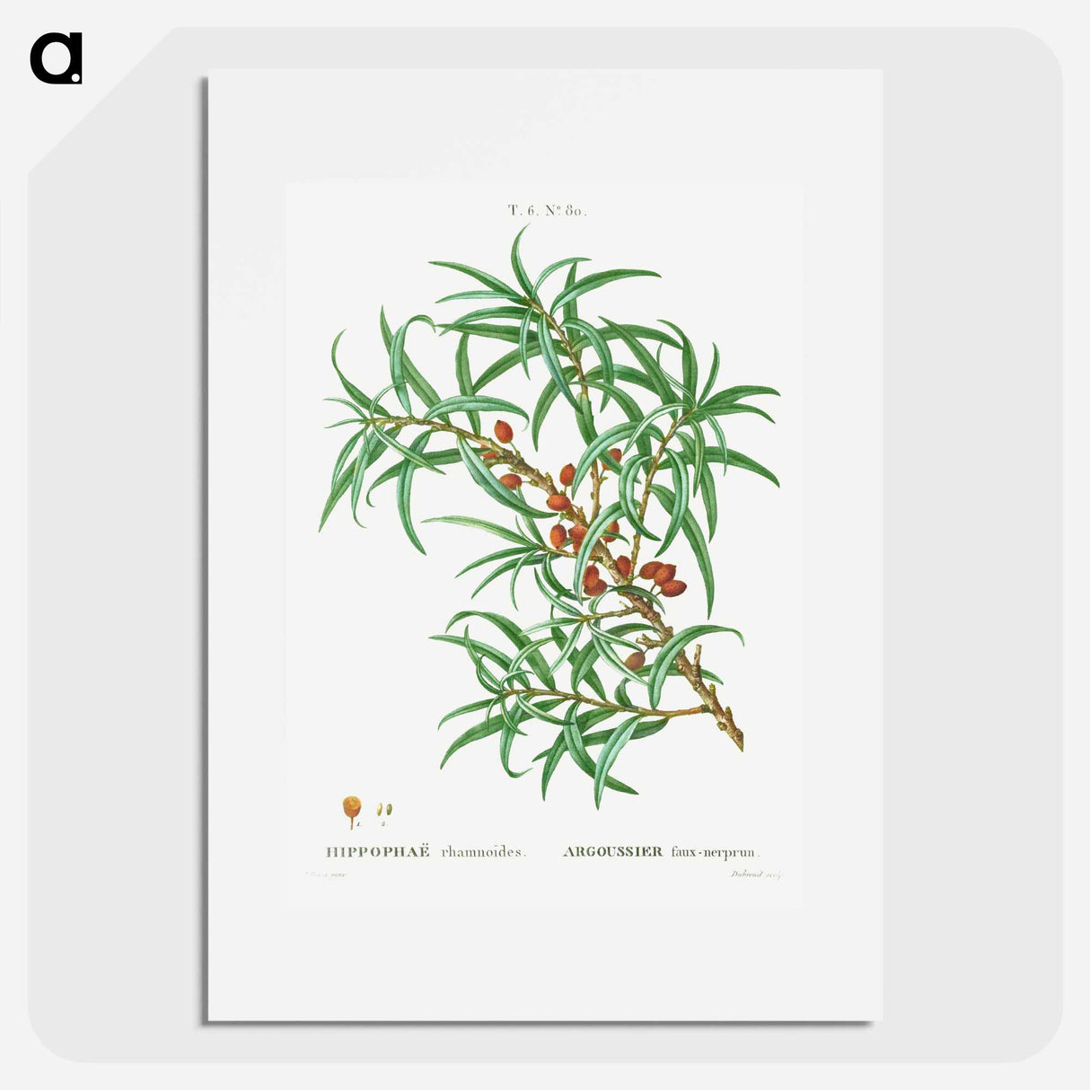 Common sea buckthorn - ピエール ジョゼフ ルドゥーテ Poster.