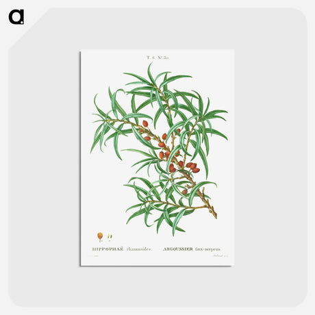 アートポストカード-Common sea buckthorn - ピエール ジョゼフ ルドゥーテ Postcard.