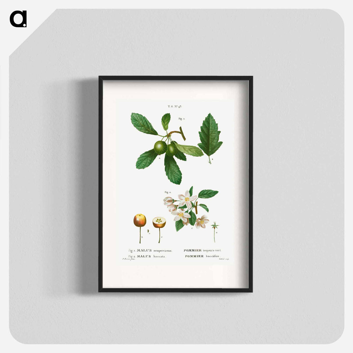 Traité des Arbres et Arbustes que l'on cultive en France en pleine terre - Pierre-Joseph Redouté Poster.