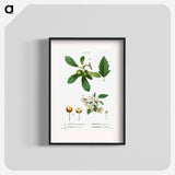 Traité des Arbres et Arbustes que l'on cultive en France en pleine terre - Pierre-Joseph Redouté Poster.