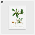 アートポストカード-Traité des Arbres et Arbustes que l'on cultive en France en pleine terre - ピエール ジョゼフ ルドゥーテ Postcard.