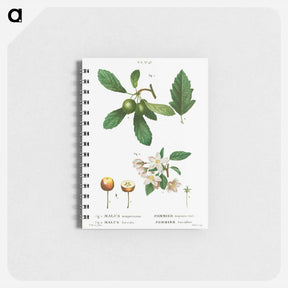 アートメモ帳-Traité des Arbres et Arbustes que l'on cultive en France en pleine terre - ピエール ジョゼフ ルドゥーテ Memo.