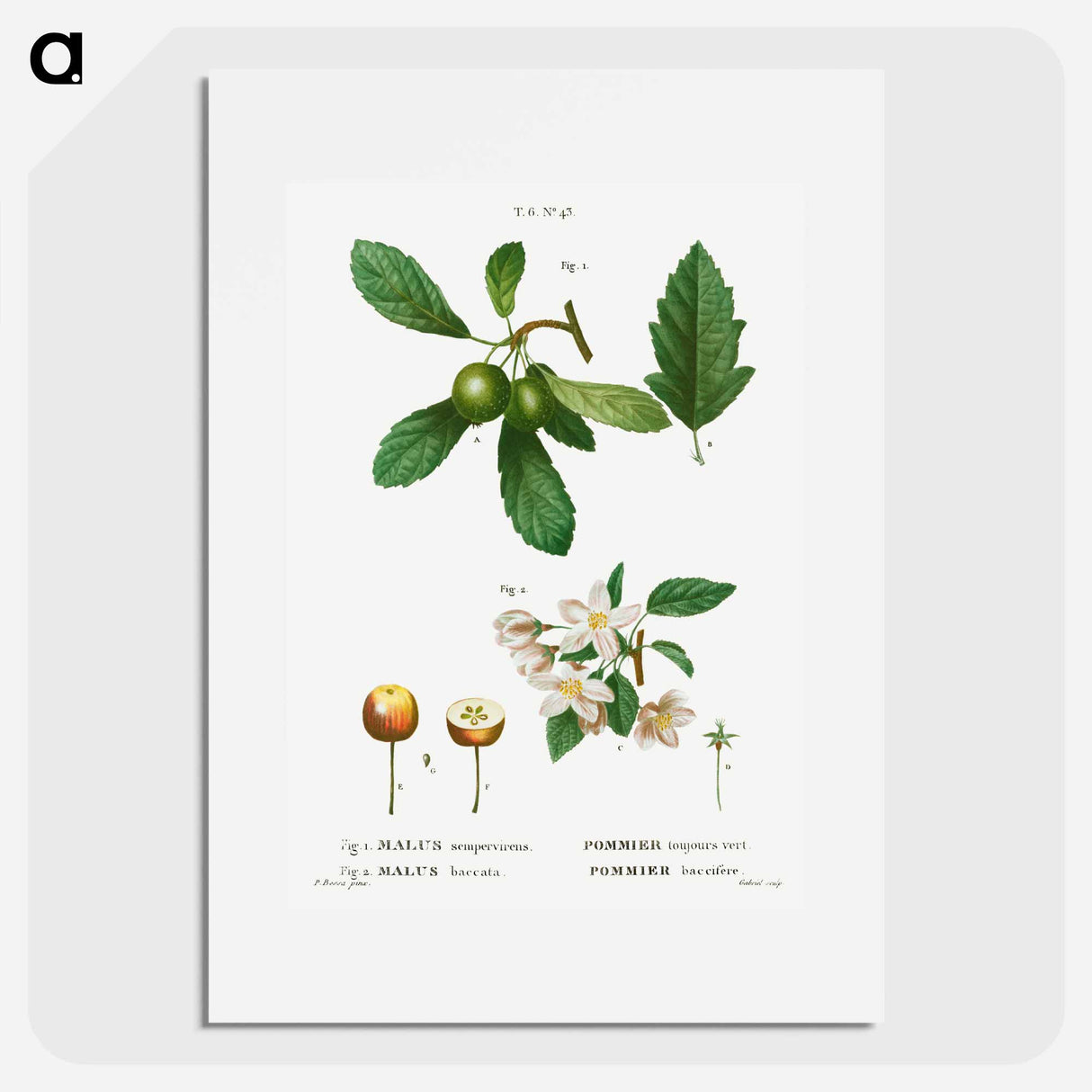 Traité des Arbres et Arbustes que l'on cultive en France en pleine terre - Pierre-Joseph Redouté Poster.