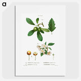 Traité des Arbres et Arbustes que l'on cultive en France en pleine terre - Pierre-Joseph Redouté Poster.
