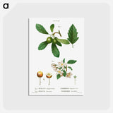 アートポストカード-Traité des Arbres et Arbustes que l'on cultive en France en pleine terre - ピエール ジョゼフ ルドゥーテ Postcard.