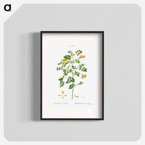 アートポスター-Scorpion senna, Coronilla emerus - ピエール ジョゼフ ルドゥーテ Poster.