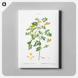 アートパネル-Scorpion senna, Coronilla emerus - ピエール ジョゼフ ルドゥーテ Canvas.