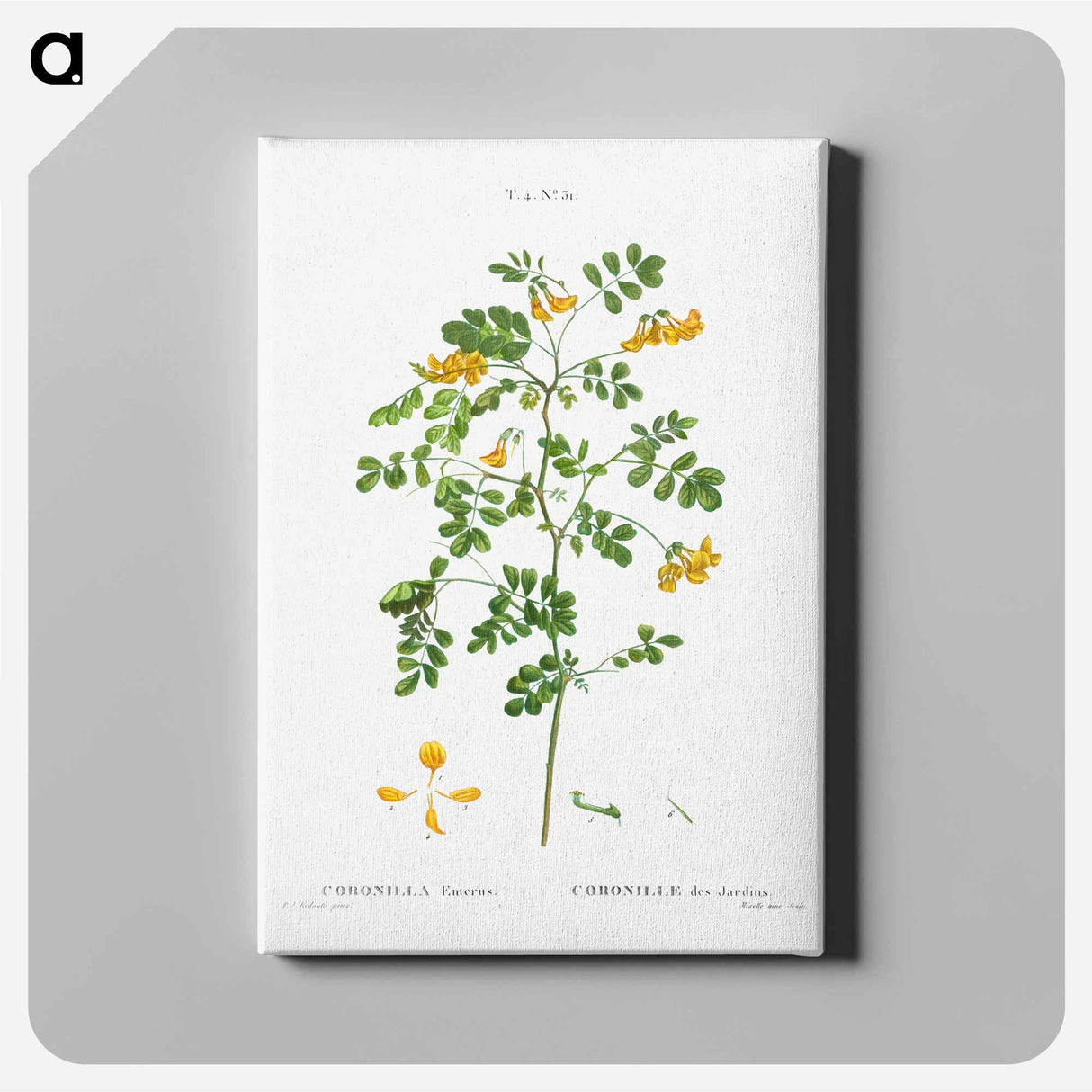 アートパネル-Scorpion senna, Coronilla emerus - ピエール ジョゼフ ルドゥーテ Canvas.