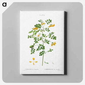 アートパネル-Scorpion senna, Coronilla emerus - ピエール ジョゼフ ルドゥーテ Canvas.