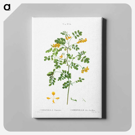 アートパネル-Scorpion senna, Coronilla emerus - ピエール ジョゼフ ルドゥーテ Canvas.