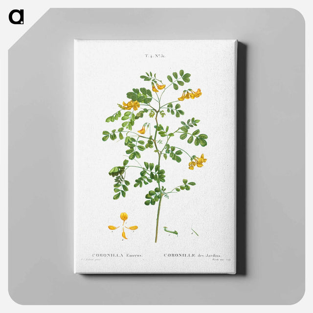 アートパネル-Scorpion senna, Coronilla emerus - ピエール ジョゼフ ルドゥーテ Canvas.