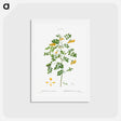 アートポストカード-Scorpion senna, Coronilla emerus - ピエール ジョゼフ ルドゥーテ Postcard.